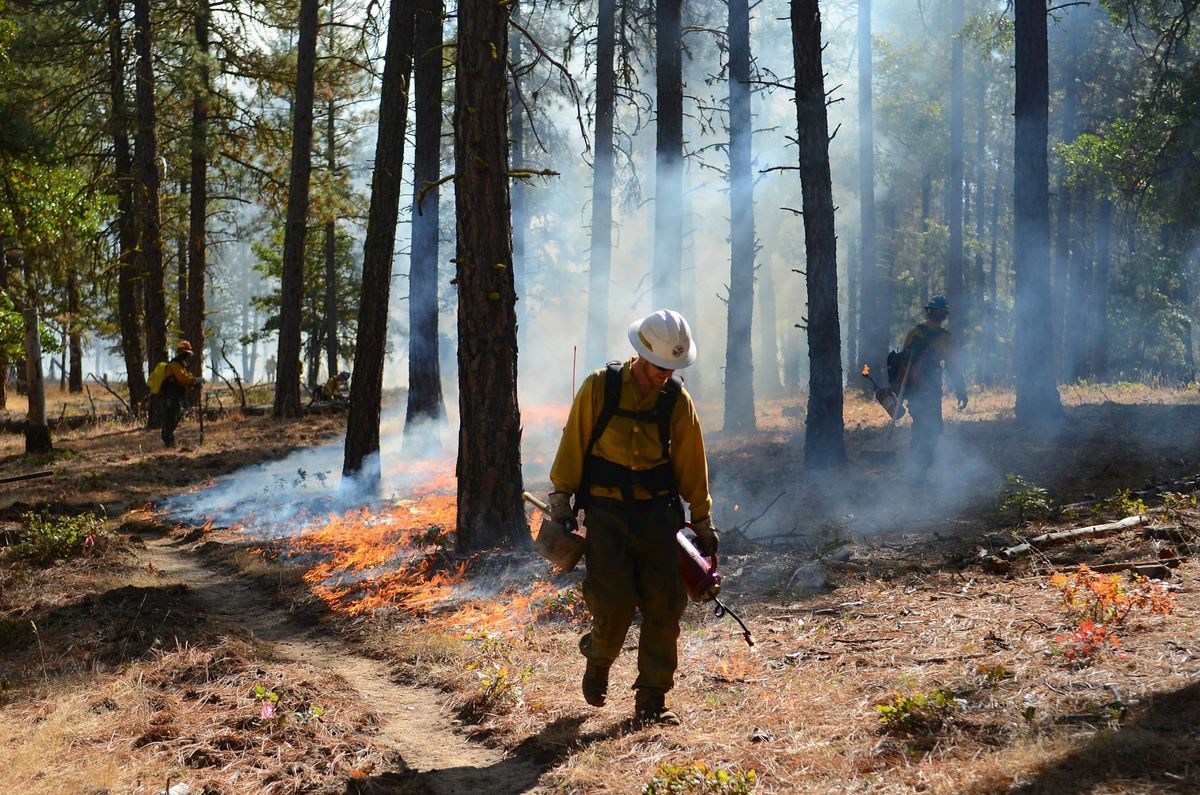 A wildland fire crew member in a yellow shirt and white helmet carries a drip torch through a pine forest during a prescribed burn