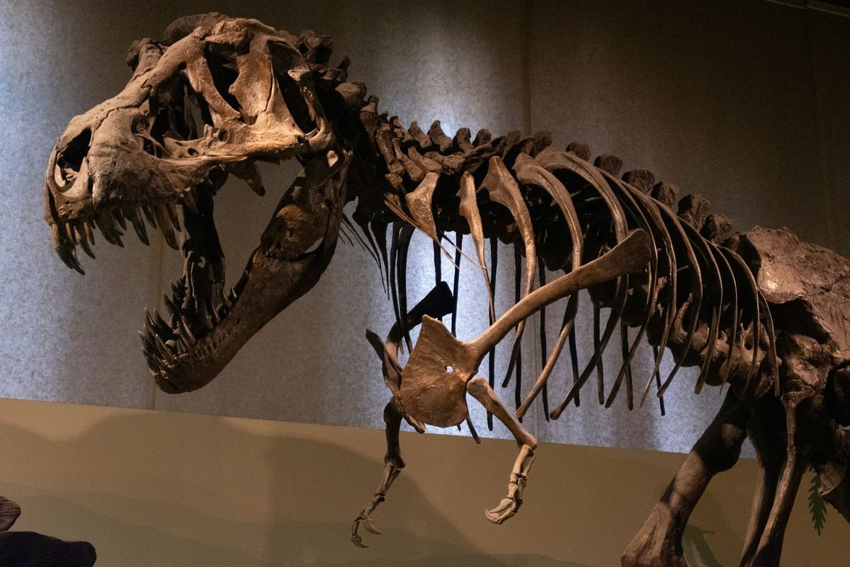 A mounted tyrannosaur skeleton with open jaws on display in a museum hall