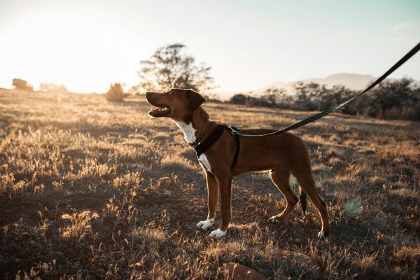 A brown and white dog on a black leash