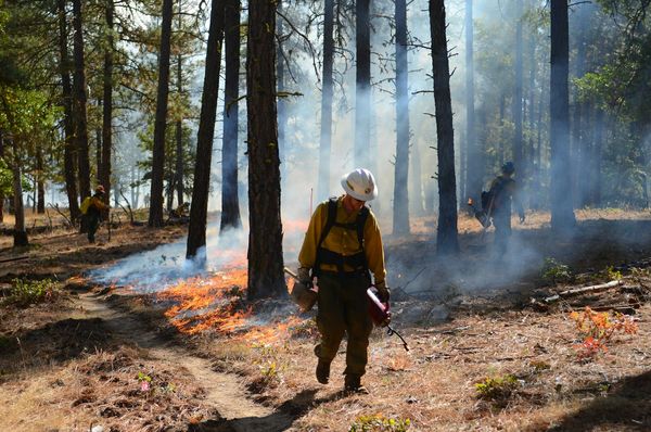 A wildland fire crew member in a yellow shirt and white helmet carries a drip torch through a pine forest during a prescribed burn