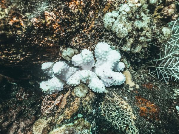 A group of pale white corals on a reef in clear blue water