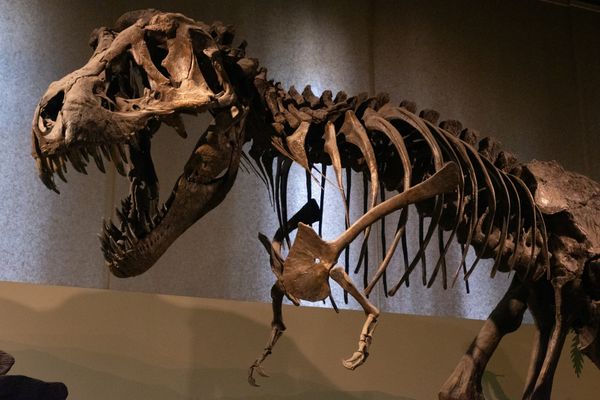 A mounted tyrannosaur skeleton with open jaws on display in a museum hall