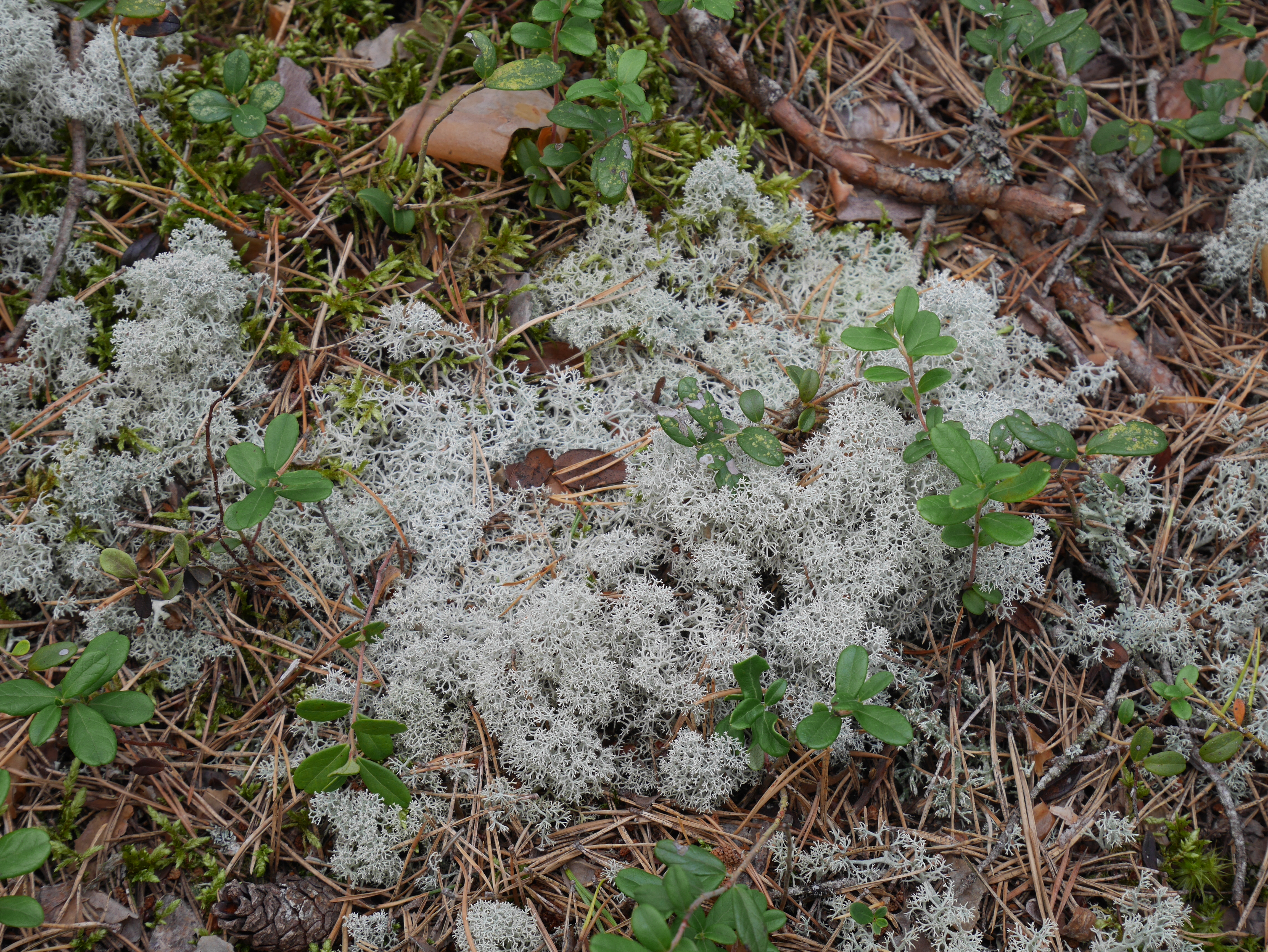Lichen