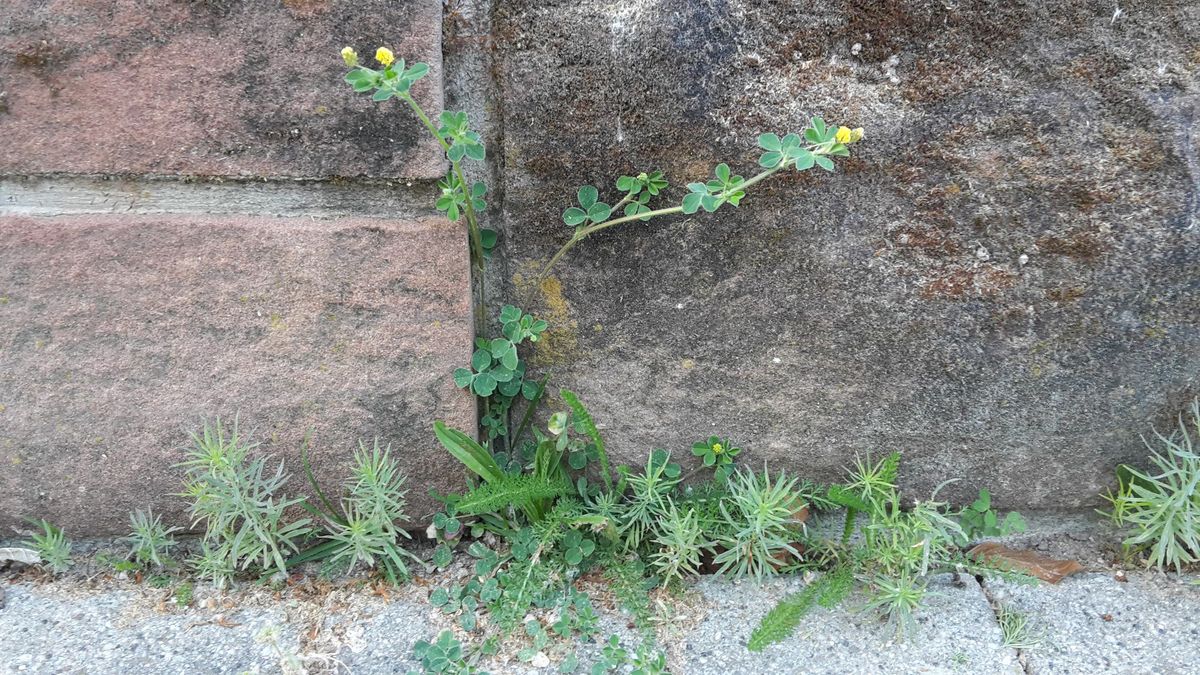 La nature devant notre porte