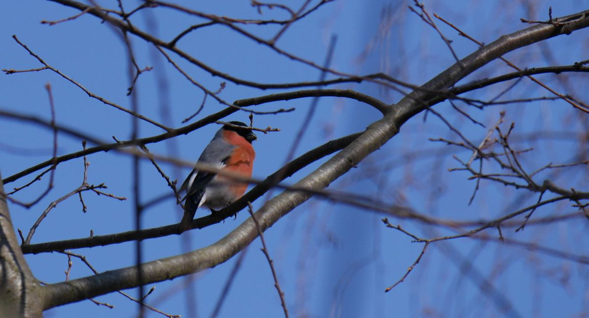 Pensées vagabondes