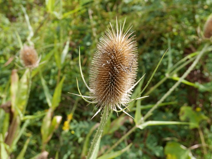 La vie sans enfant non choisie, côté face