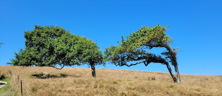 Entre naïveté, nostalgie et force