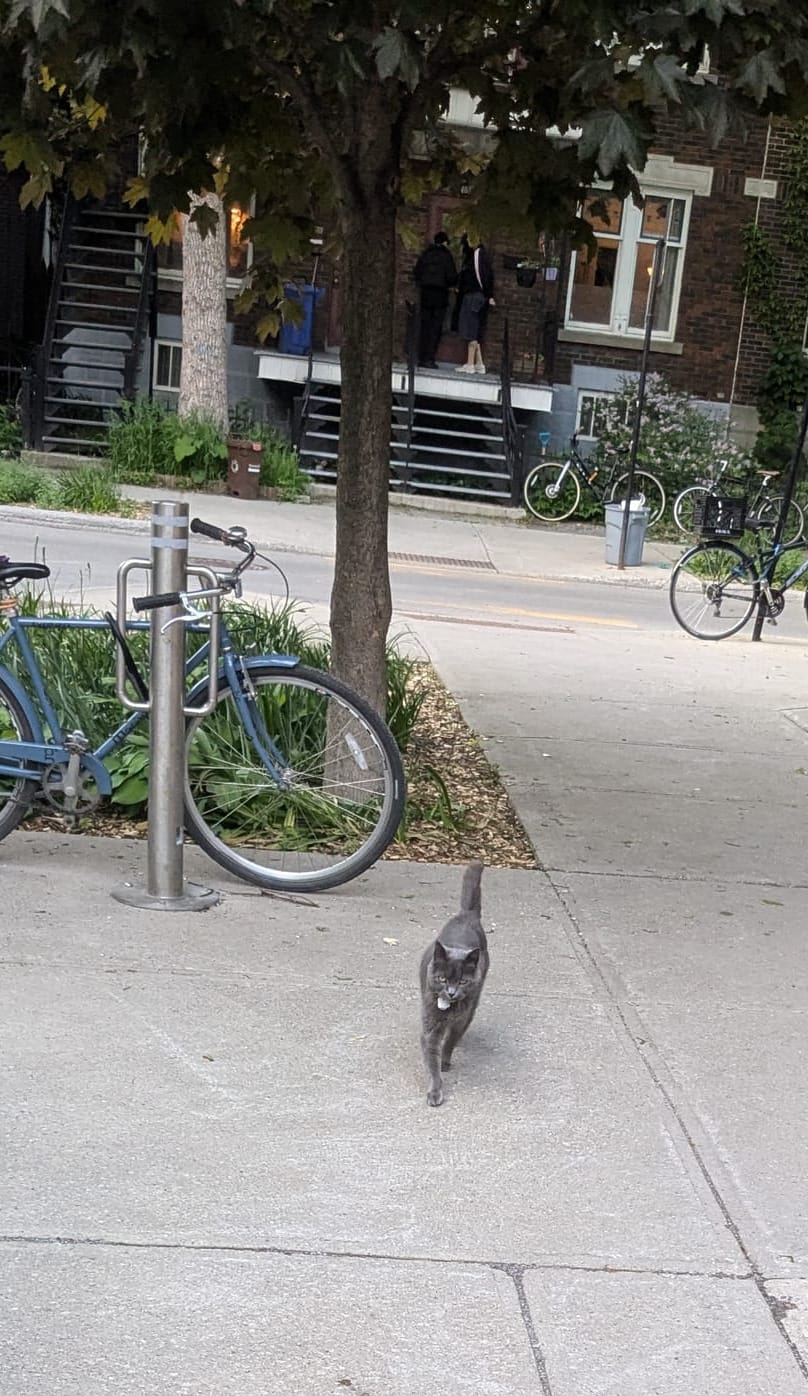 photo: gray cat approaching on sidewalk