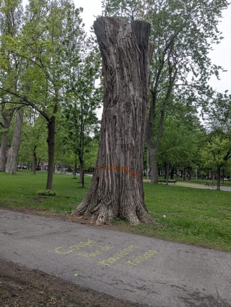 photo: tall tree stump marked with an orange ring; message on sidewalk in yellow paint: coupe pour de mauvaise raisons (Fr.); English translation "cut for the wrong reasons"
