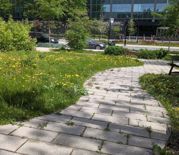 photo: view of a small city park with a grass formation that looks to me like an upside down comma aka proof I need more guest artists for this space