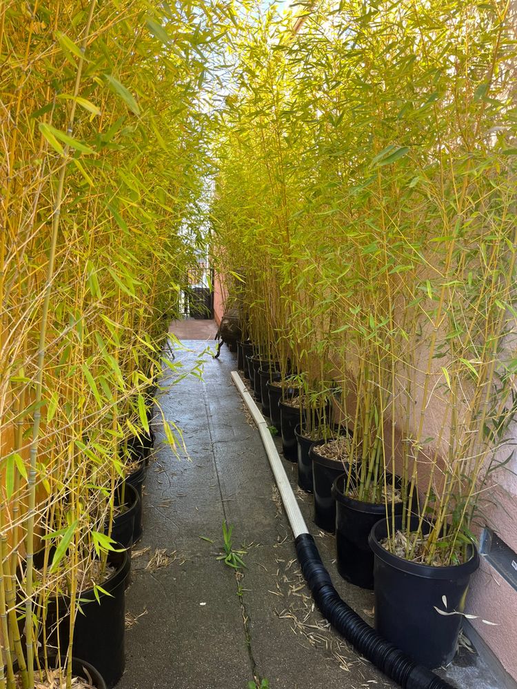 12.10.2025 - Double Digest