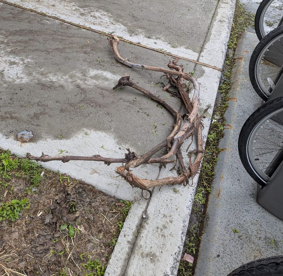 photo: tangled branches on a curb; my first thought was that someone was trying to build bike handlebars out of wood