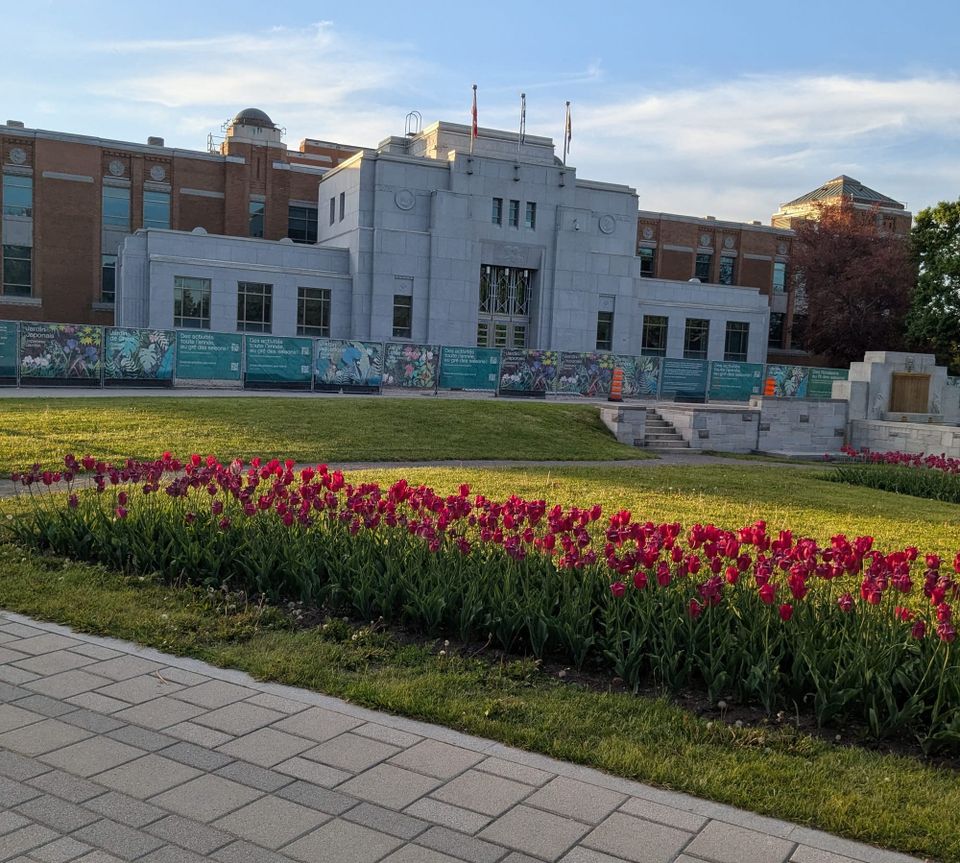 photo: red tulips in foreground, art deco building in back
