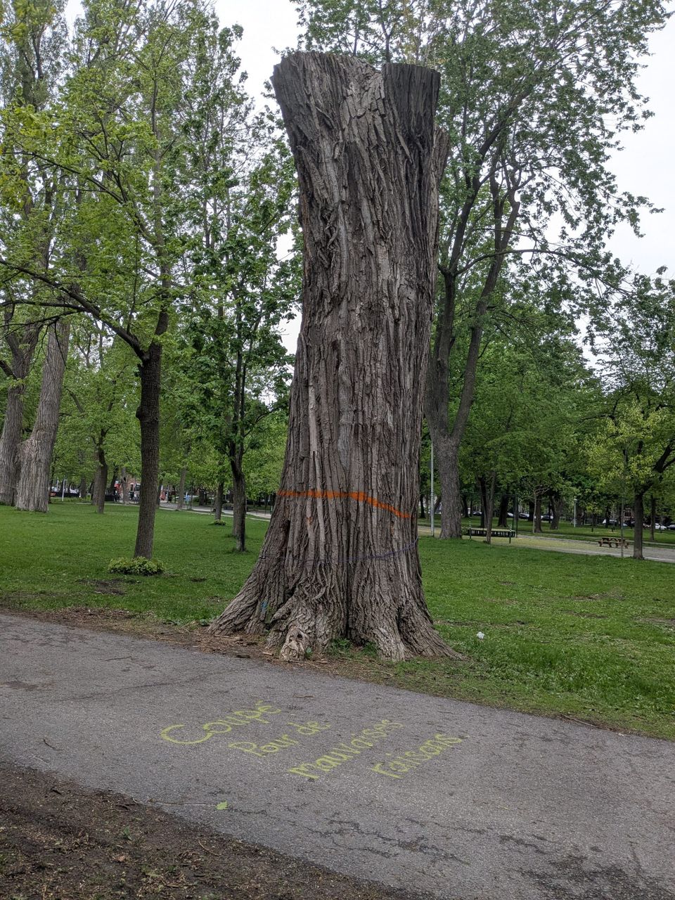 photo: tall tree stump marked with an orange ring; message on sidewalk in yellow paint: coupe pour de mauvaise raisons (Fr.); English translation "cut for the wrong reasons"