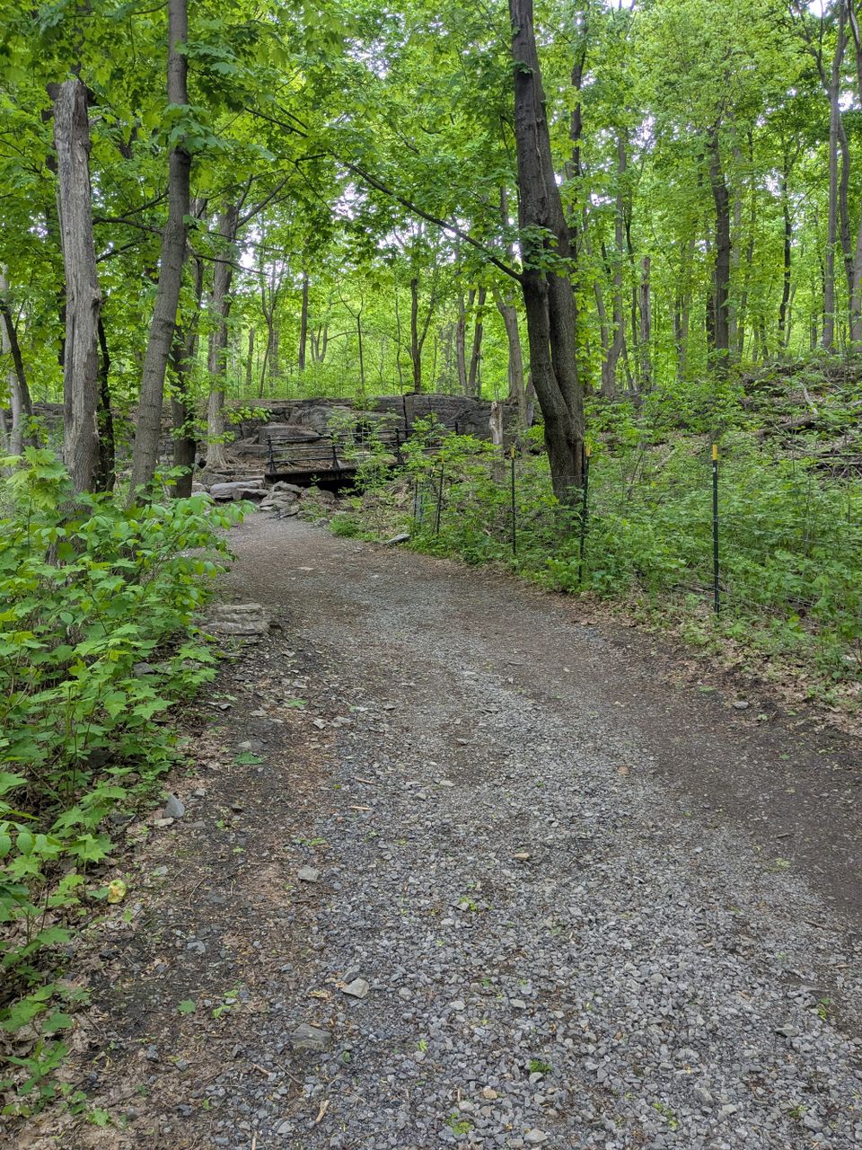 photo: path through some very green woods (Mt Royal in spring)