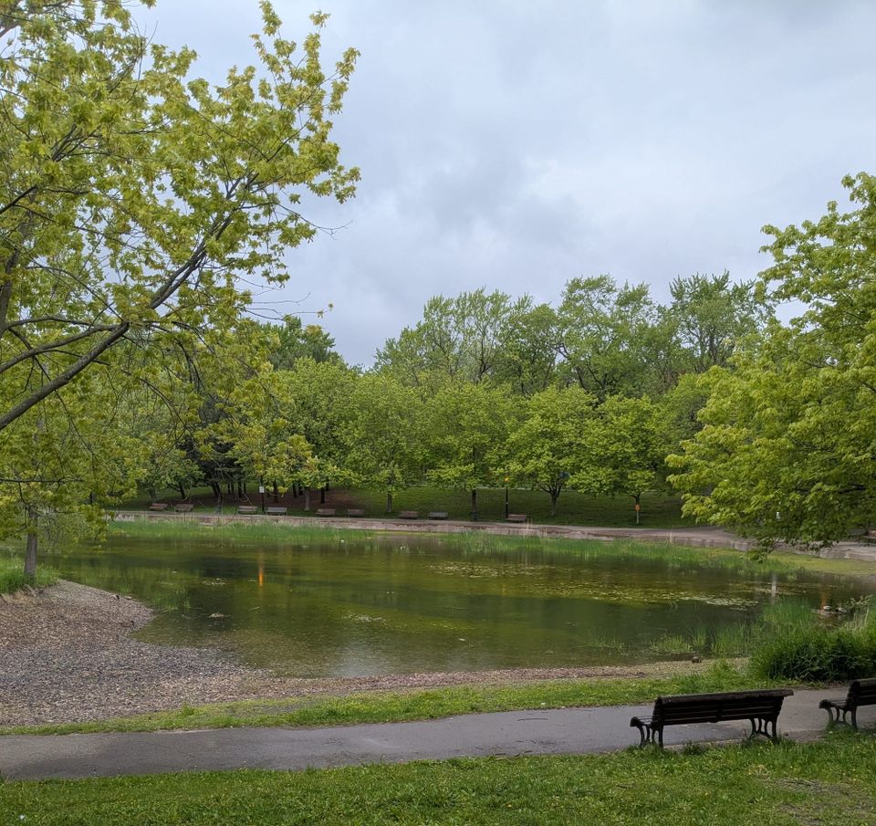 photo: pond in a park, shades of various greens