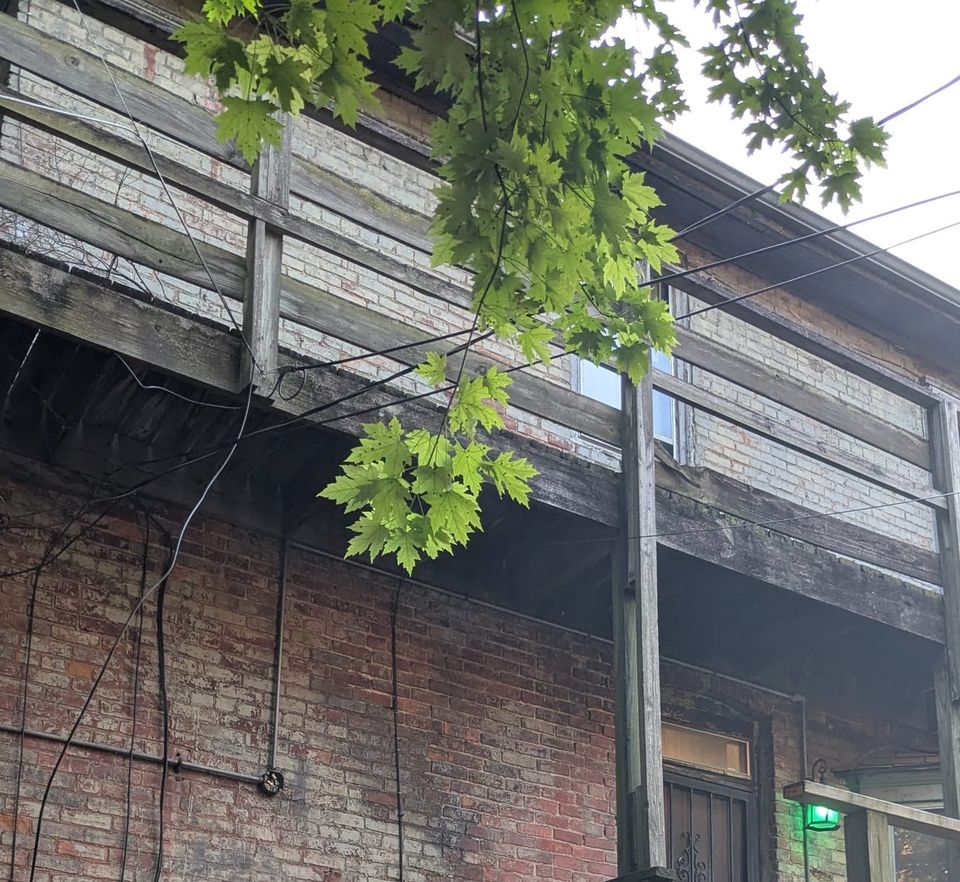 photo: green maple leaves hanging over a yard behind an old house