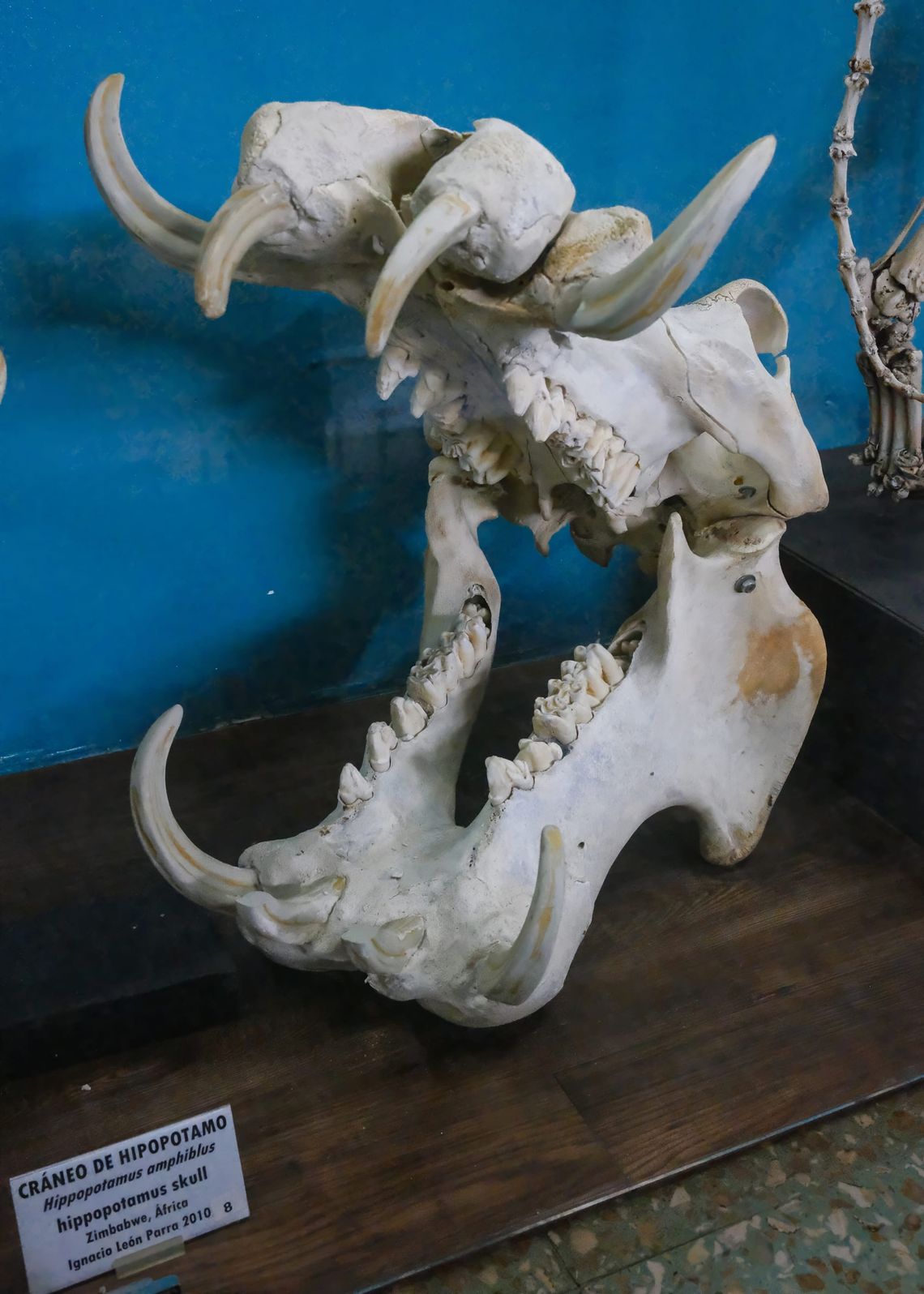 Cost Rica La Salle Natural Sciences Museum