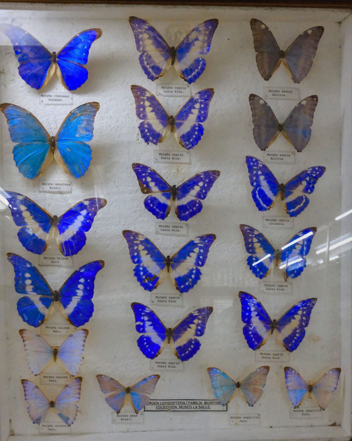 There are so many kinds of blue butterflies!
