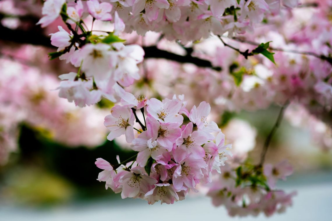 Spring in Seattle has sprung