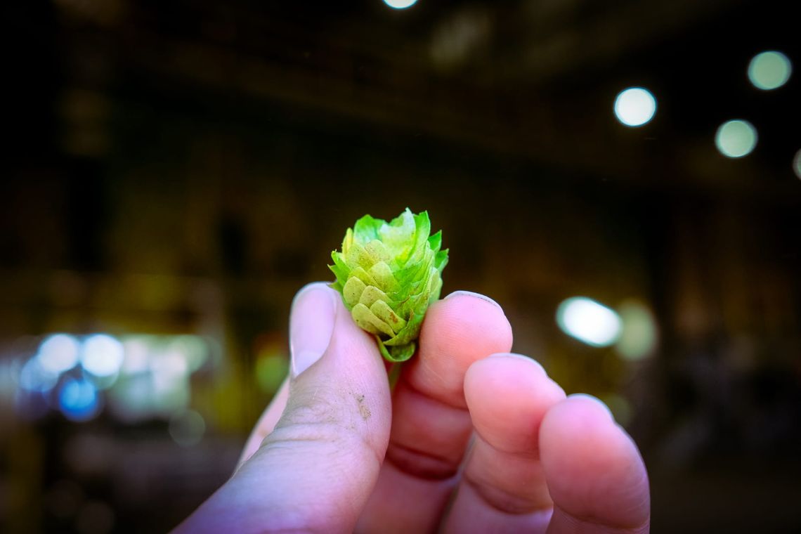 It's fresh hop season!!!