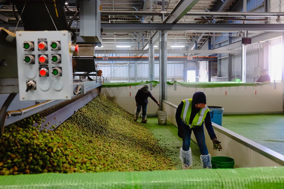 A hard day of work at the Hop Farm