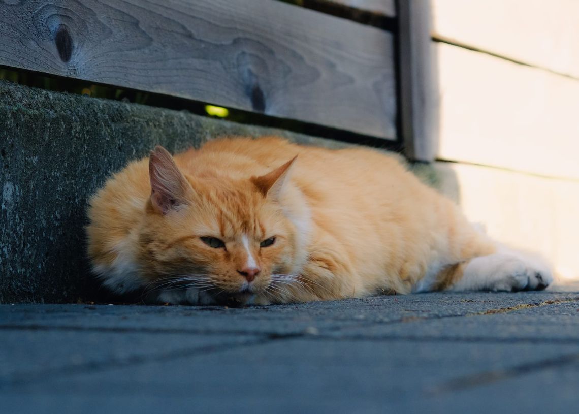 Lazy Traitor Friendo