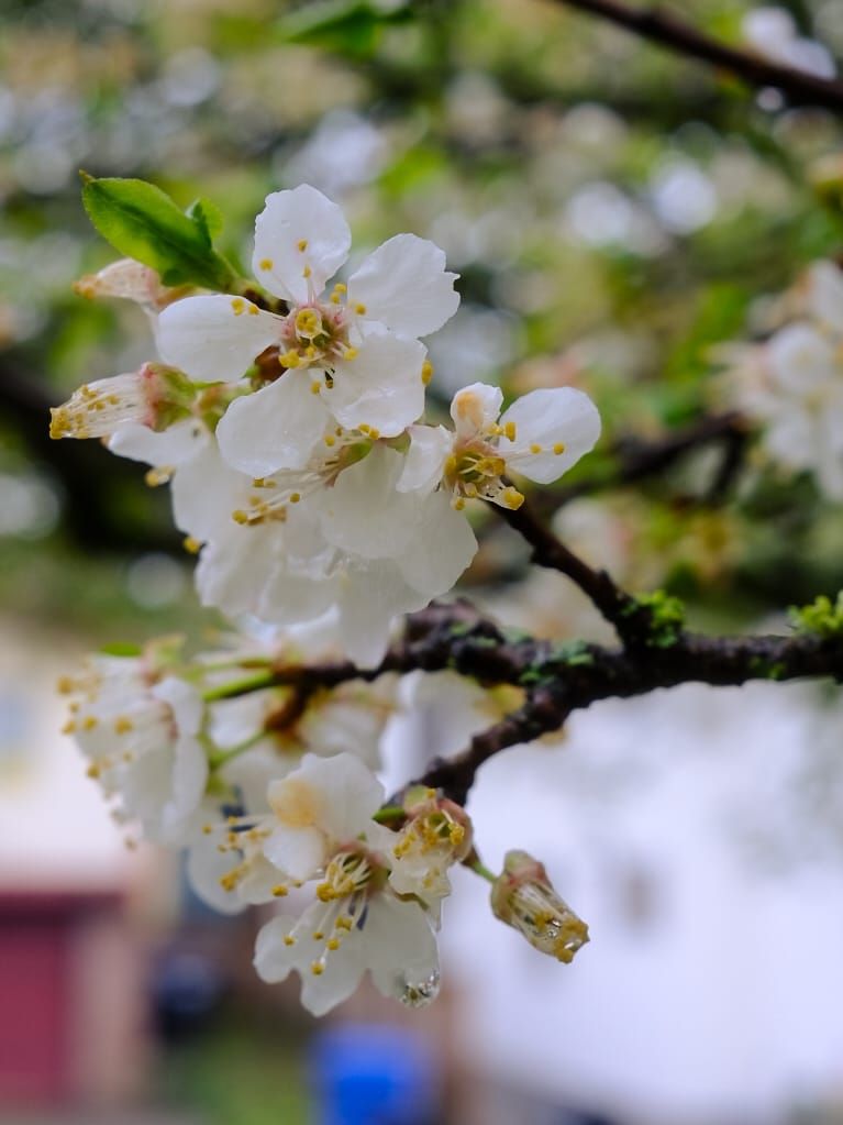 2026 Spring in Seattle