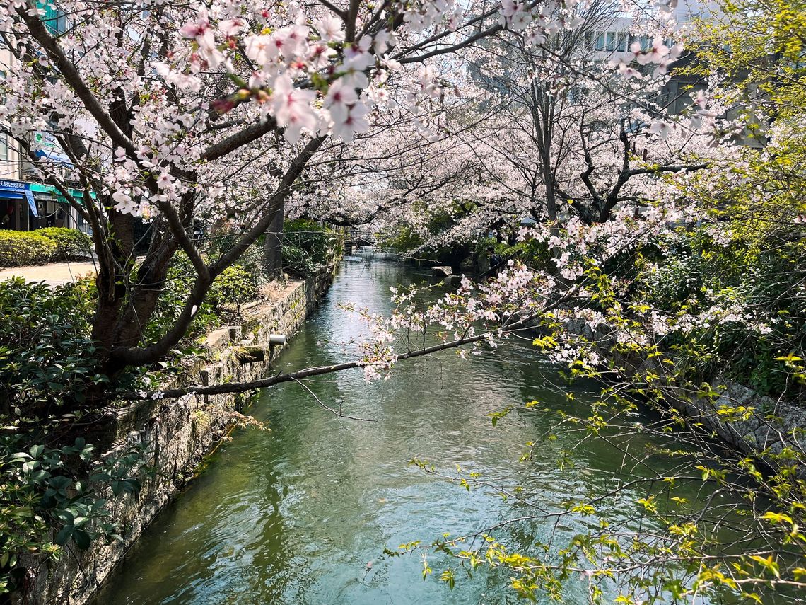 Sakura in Okayama 2026