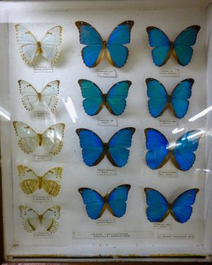Butterflies of Costa Rica