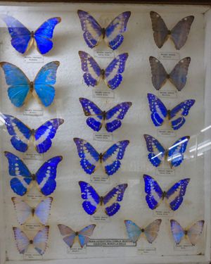 There are so many kinds of blue butterflies!