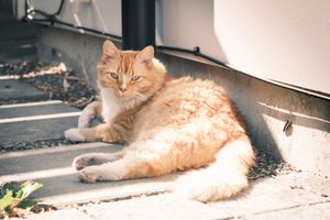 Besto Friendo in the Sun