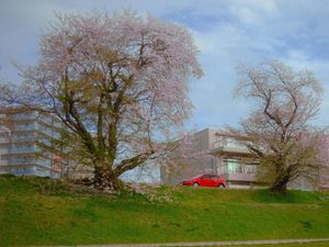 A cool drive through the cherry blossoms
