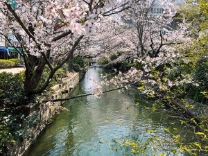 Sakura in Okayama 2026