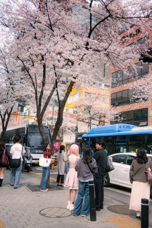 Springtime in Korea