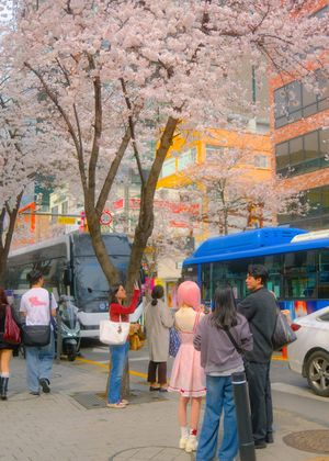 Korea when the cherry blossoms bloom