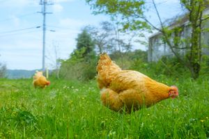 Island Chickens