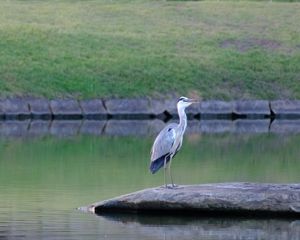 I guess I'm a birder now