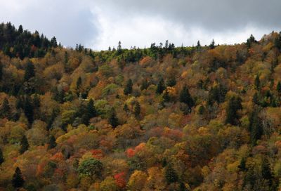 Waterrock Knob