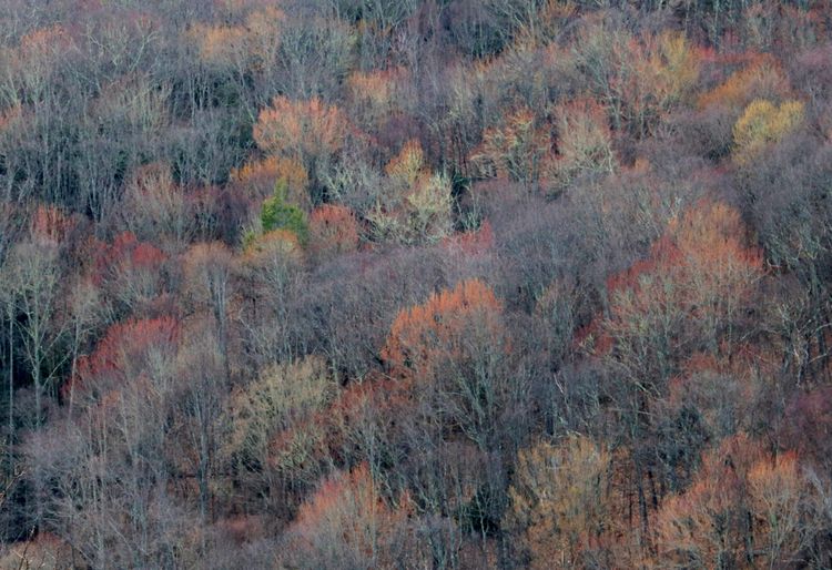 Emerging Colors