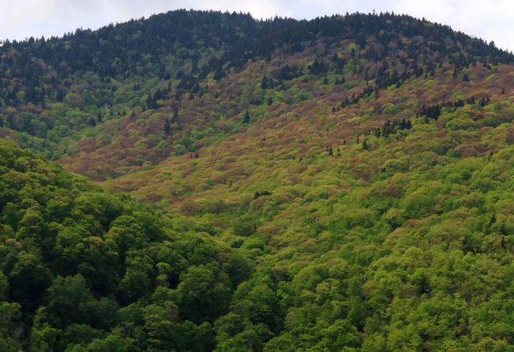 Hillsides and Peaks