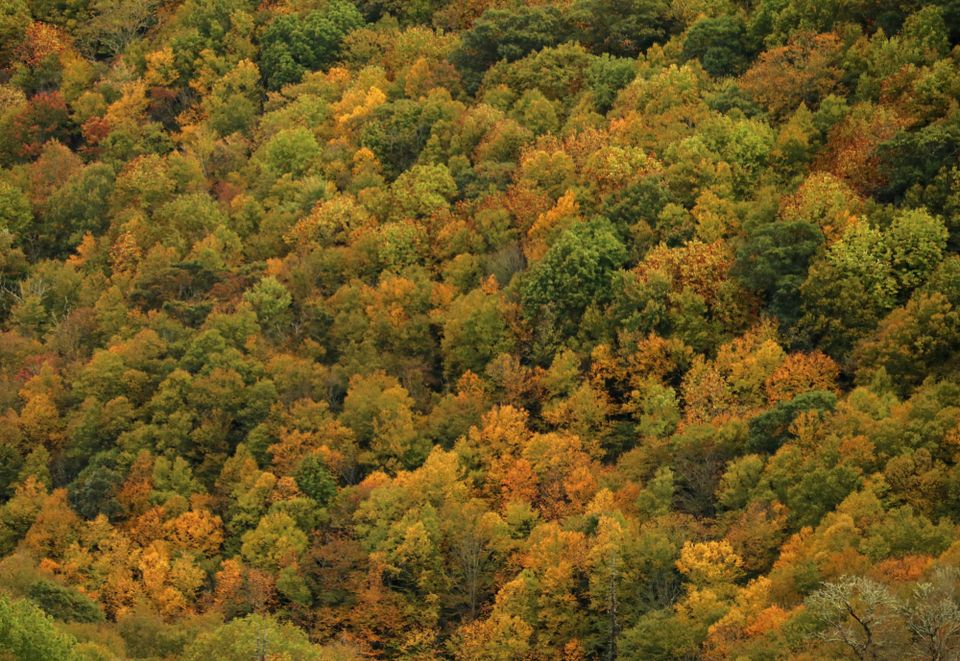 Widespread Color