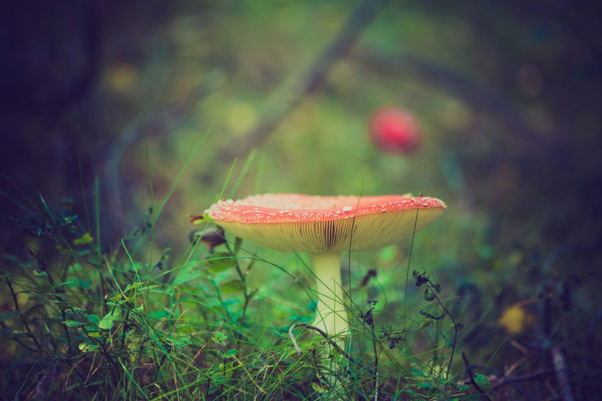 Psilocybin-Assisted Treatment for Alcohol Dependence: A Proof-of-Concept Study