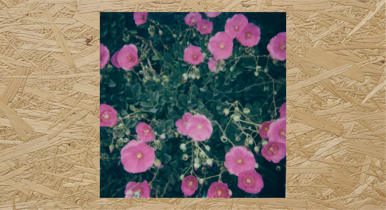 "Like Wildfire In the Moonlight" in support for Health Justice Commons