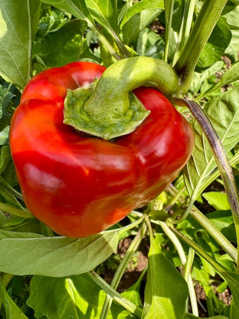 Légumes à la Maison d'Hibou, Ozolles, Bourgogne