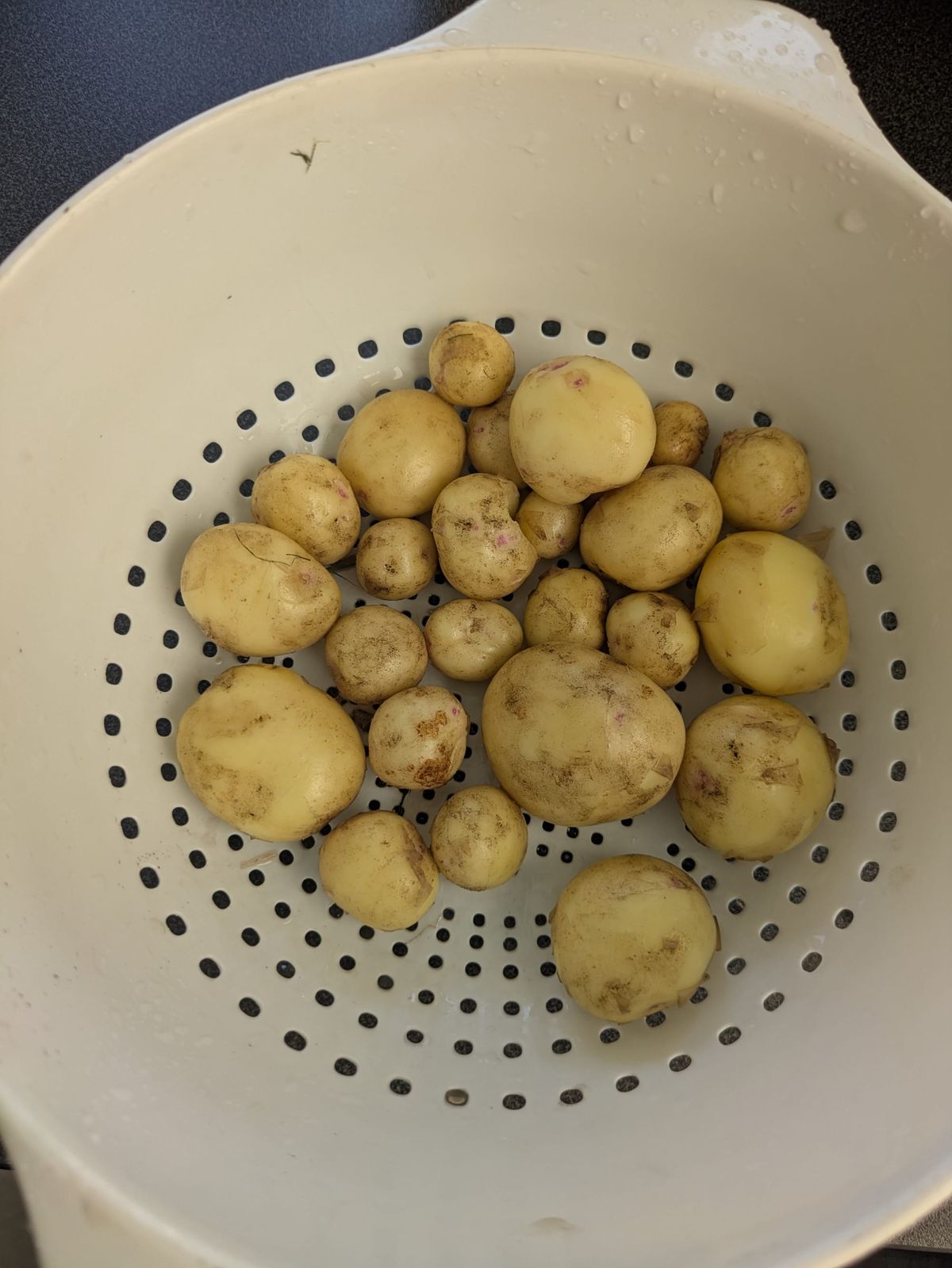 FLASHBACK: My Very First Homegrown Potatoes!