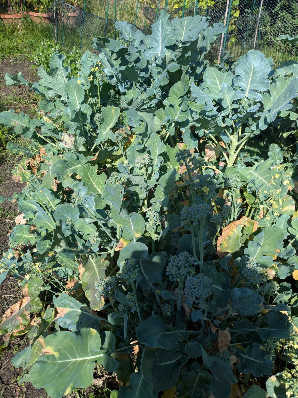 FLASHBACK: Massive King Broccoli Stalks!
