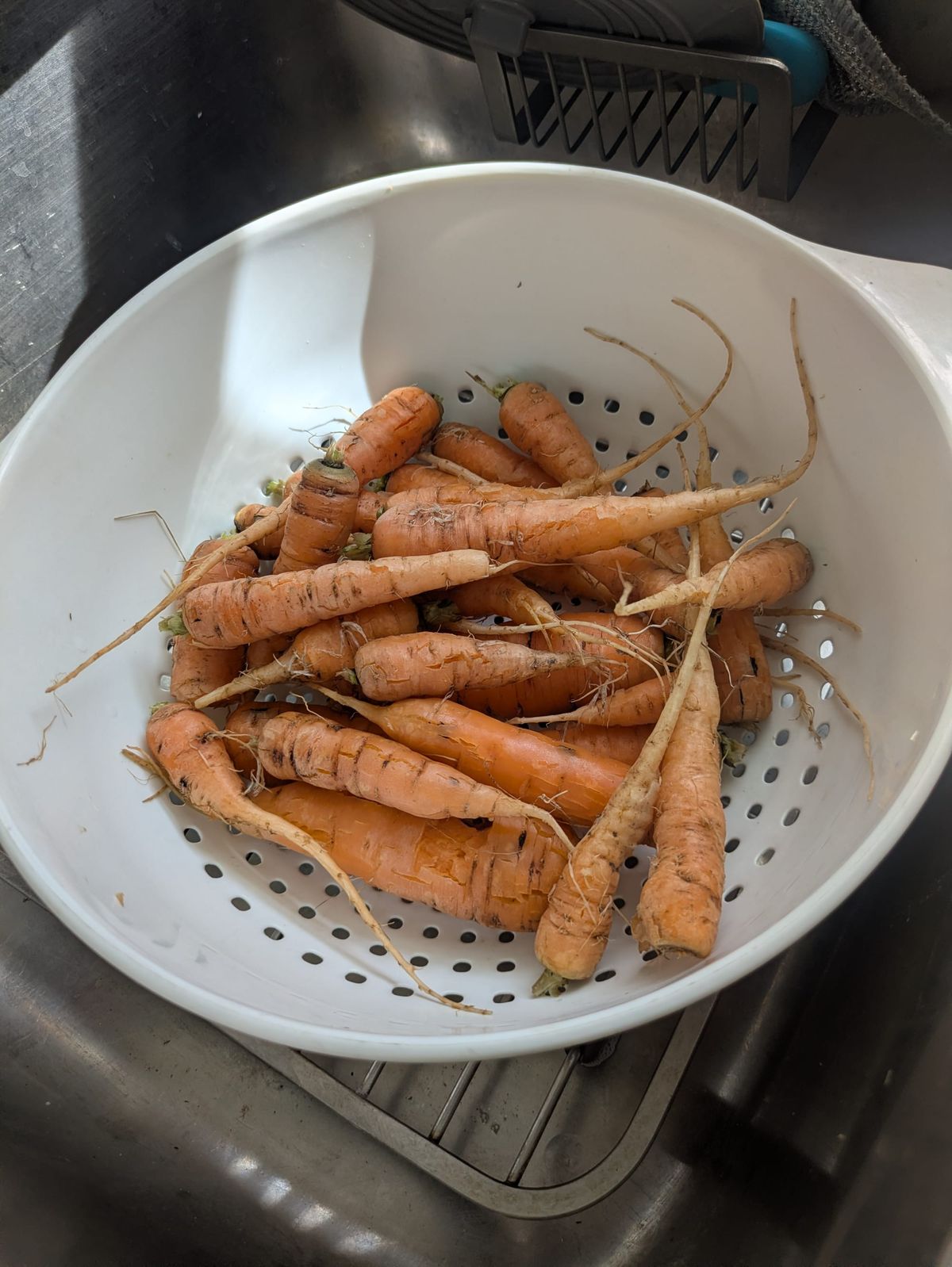 I Picked FRESH Carrots from the Garden in St. Paul - in April!