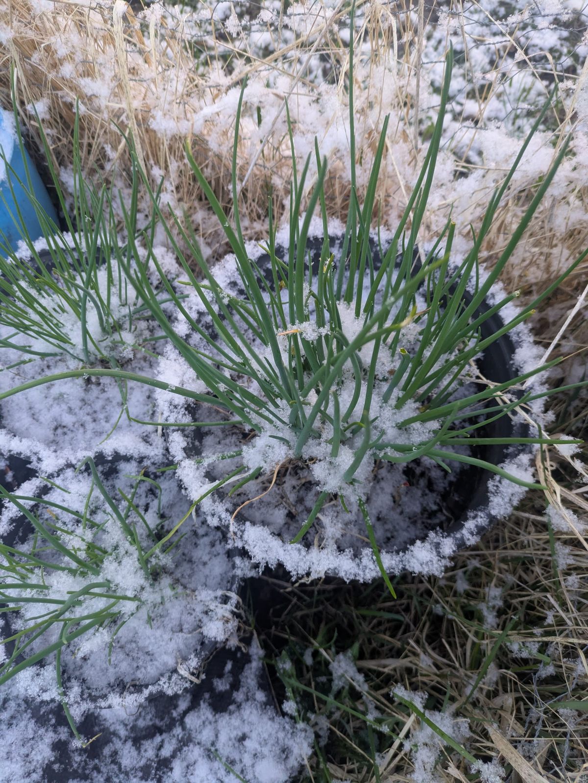 The Lazy Gardener’s Trick to Early Spring Chives in Minnesota