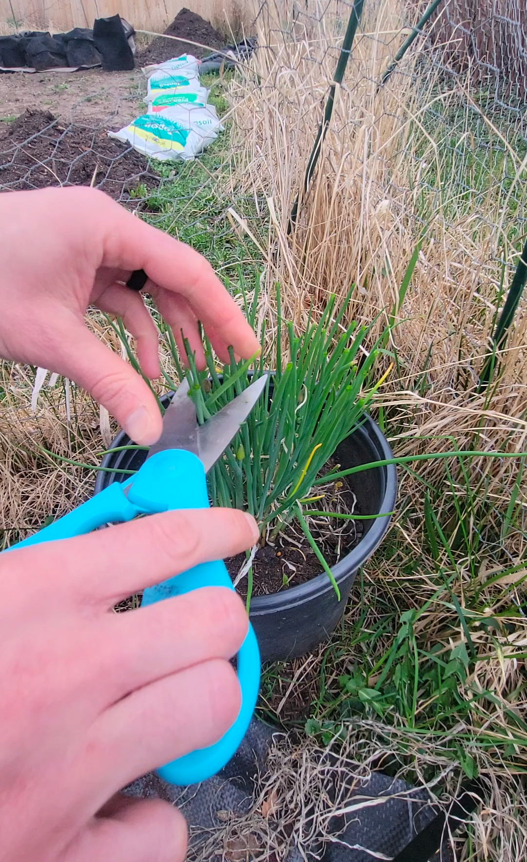 Growing Chives in Pots: Tips & Maintenance 101